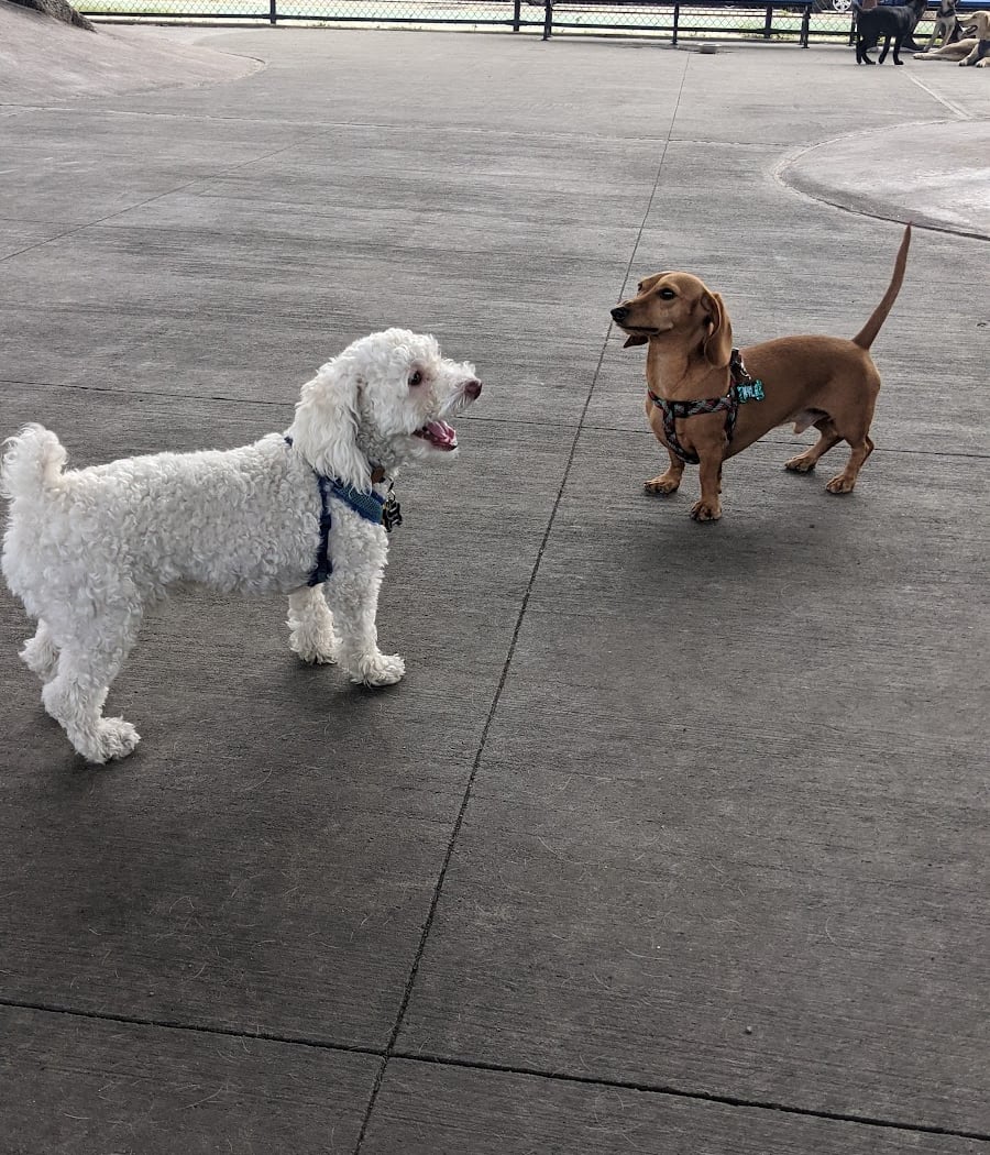 Triborough Bridge Playground C Dog Run 3