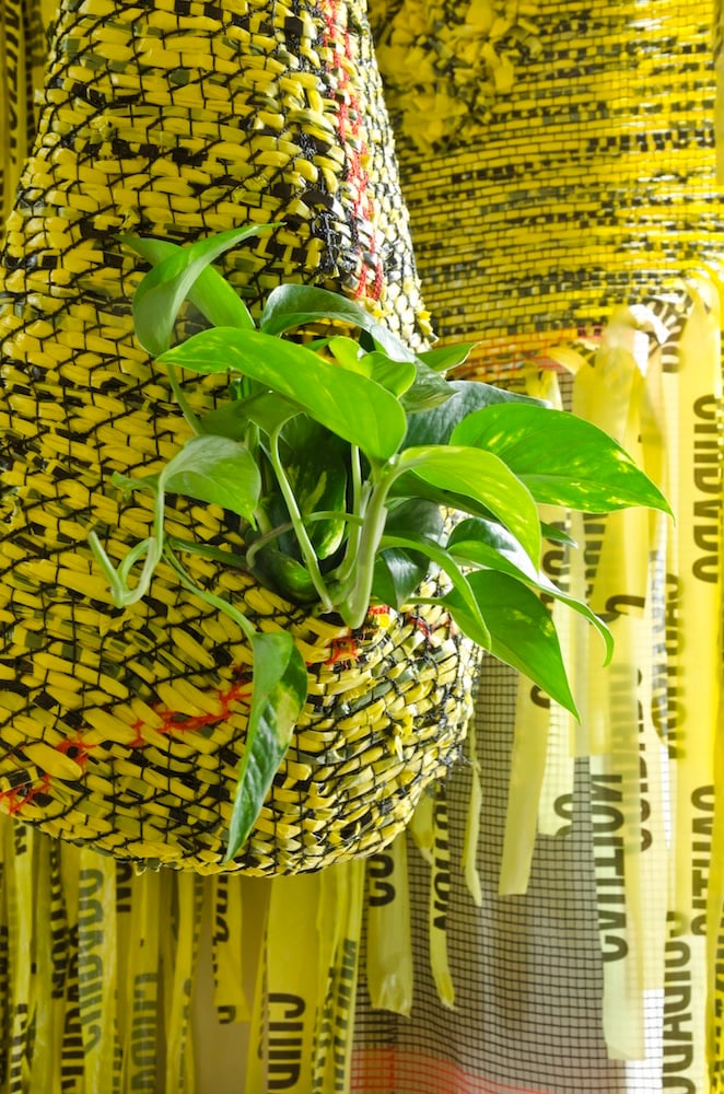 Borinquen Gallo: Jungle Bliss 1