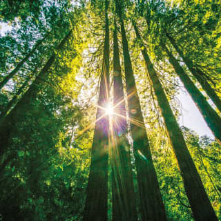 Muir Woods & Sausalito Tour 3