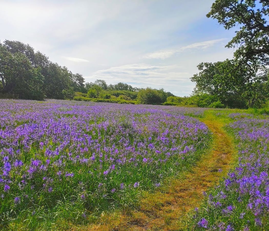 Uplands Park 1