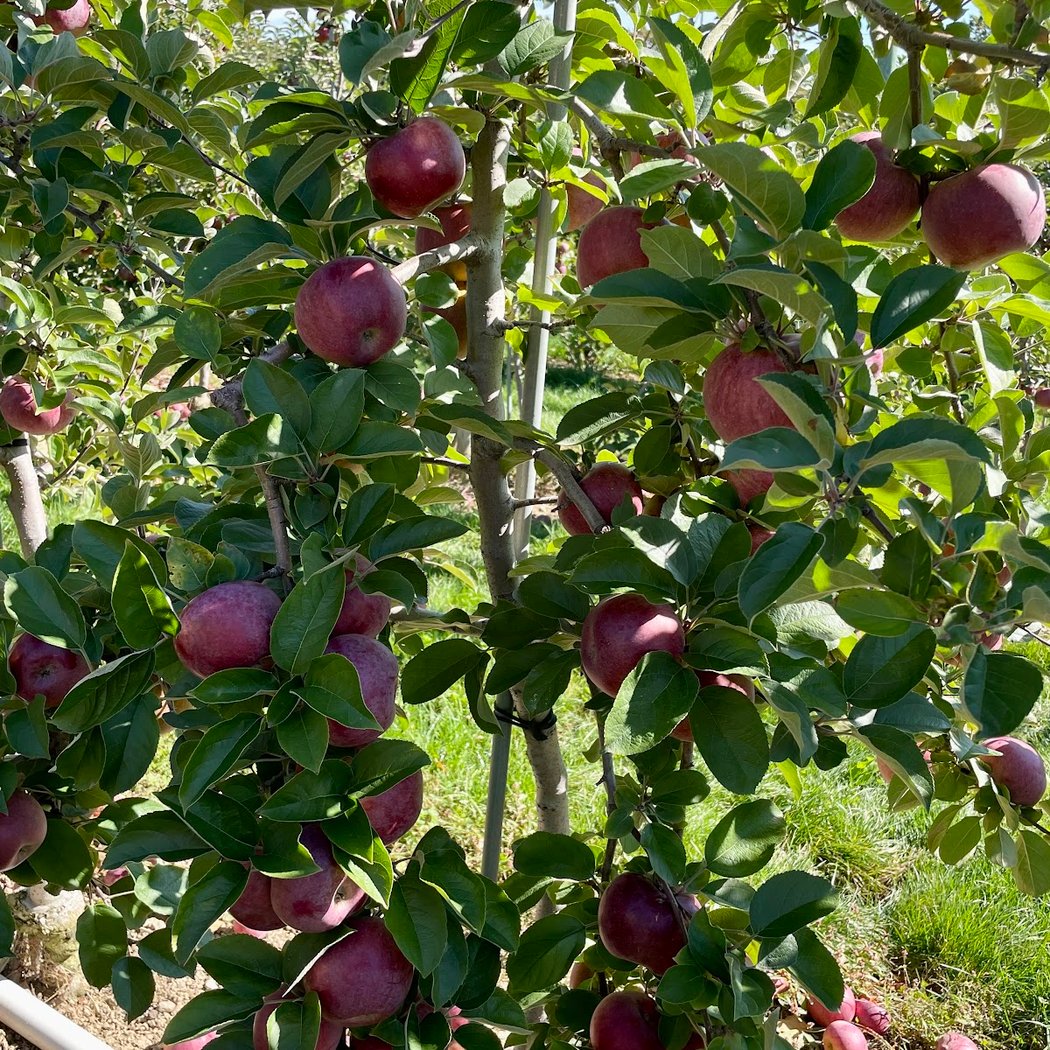 Apple Picking Parties 4