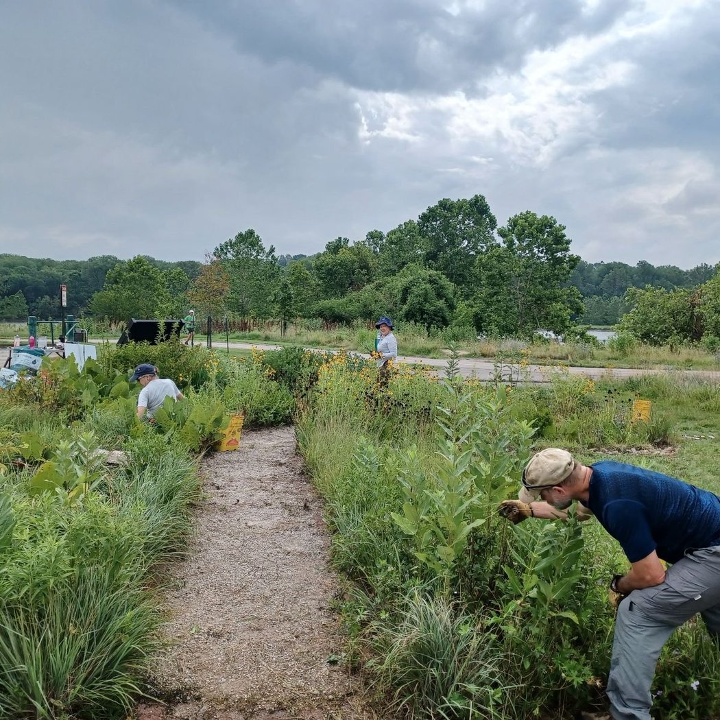 Mallard Lake Pollinator Garden Maintenance 4