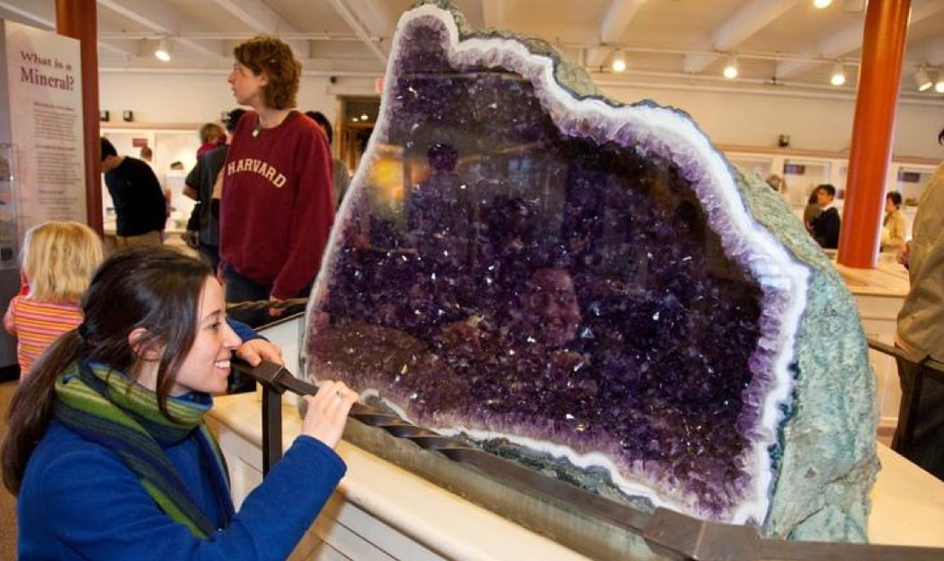The Harvard Museum of Natural History 3