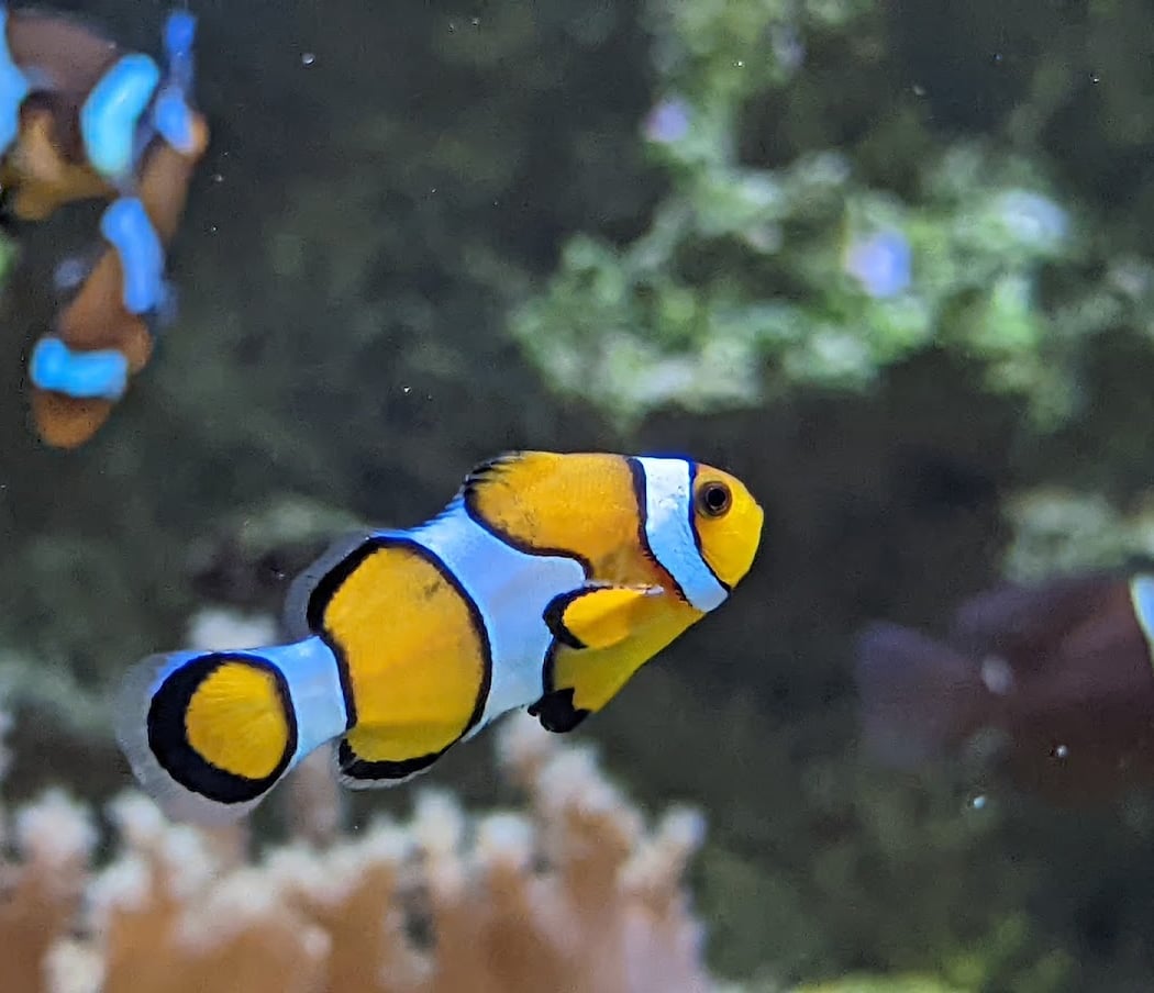 Aquarium de Vendée 2