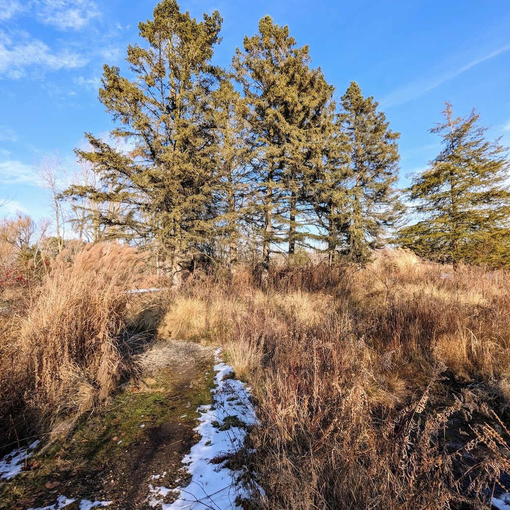 Lillie parkrun, Ann Arbor 3
