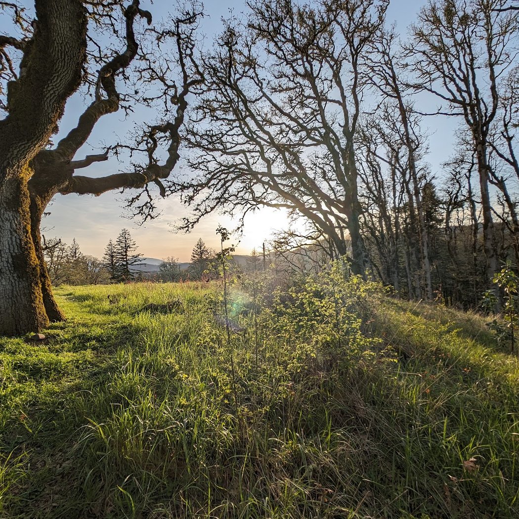 Chip Ross Park 3
