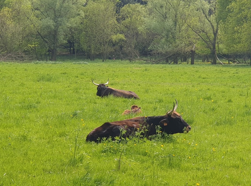 Prairies de sèvres 3