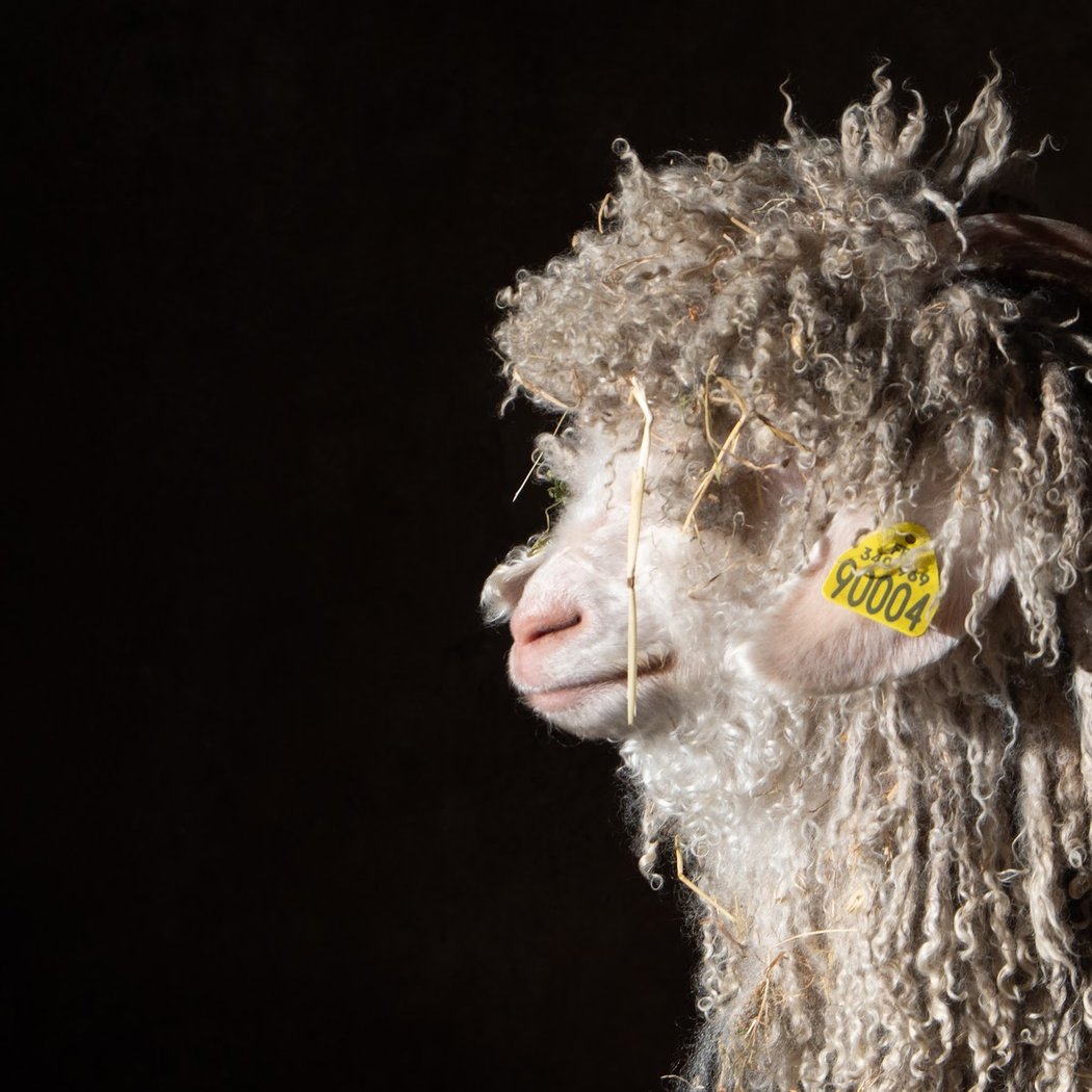 La Ferme des P'tits Bergers -Laine mohair & mouton - Loiret & Essonne 1