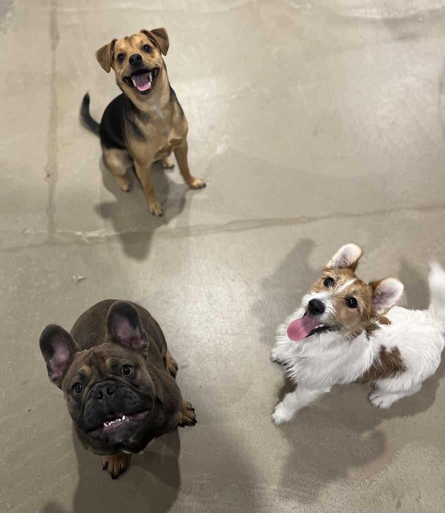 Bark Street - Dog Daycare & Grooming 3