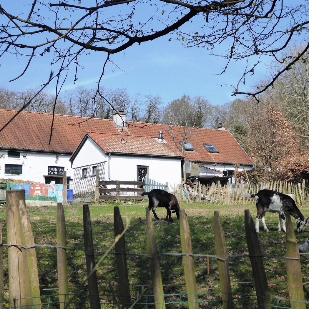 Kinderboerderij van Jette 3