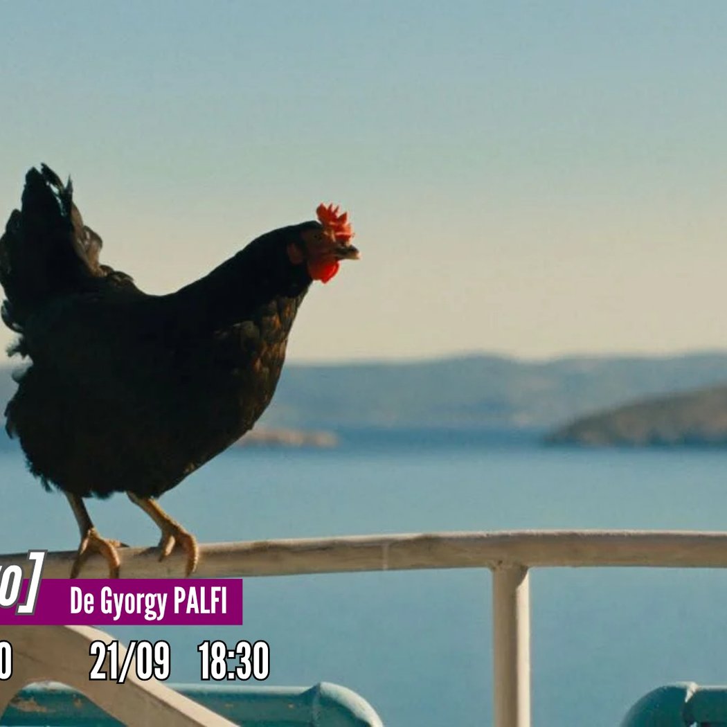 Cocote