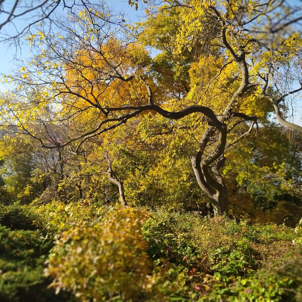 Forest Fitness 4