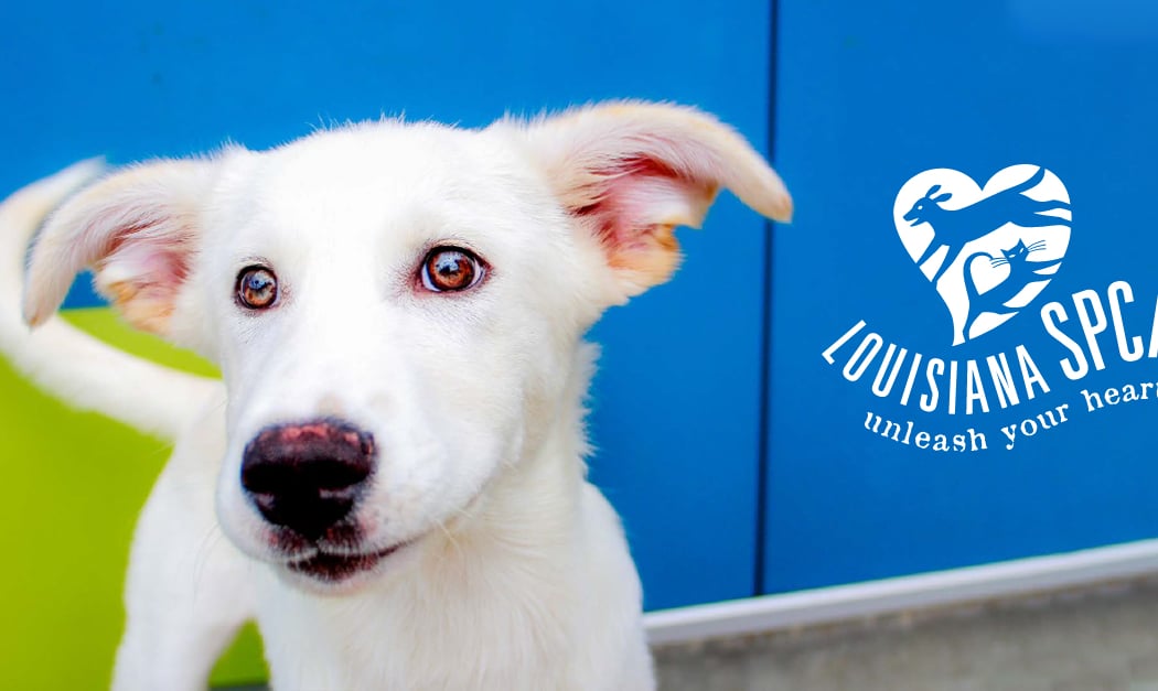 Louisiana SPCA National Adoption Week 3