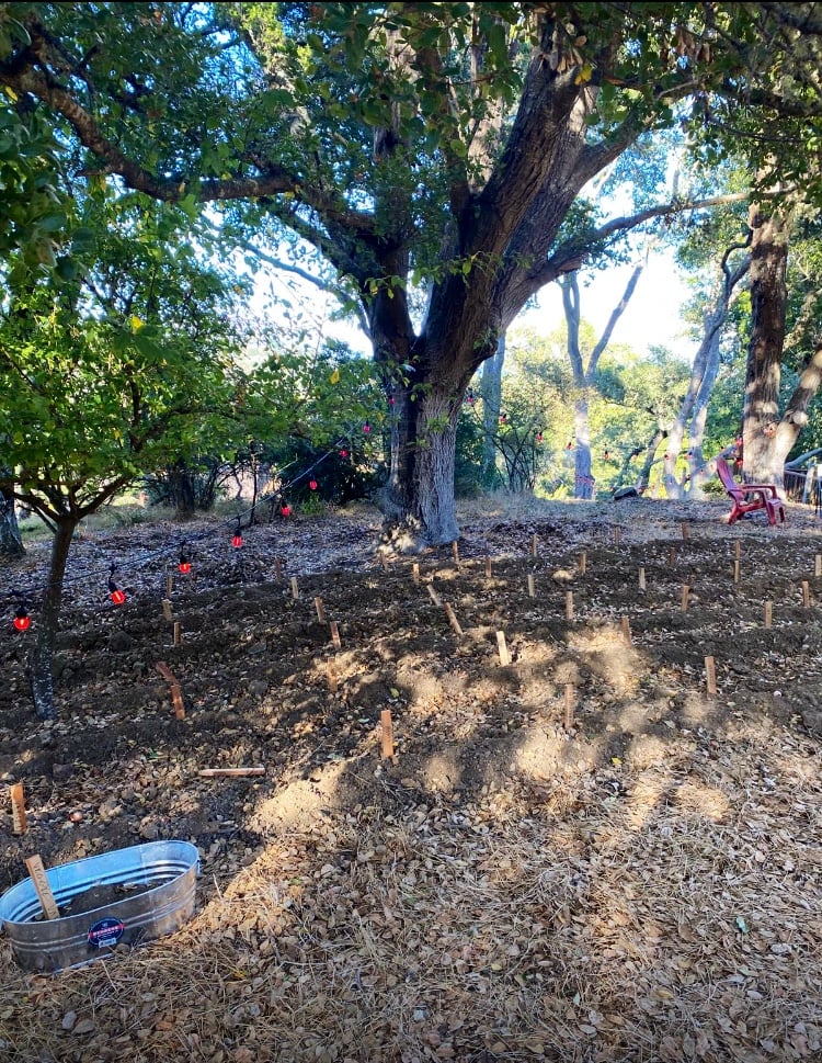 Tam Valley Community Garden 1