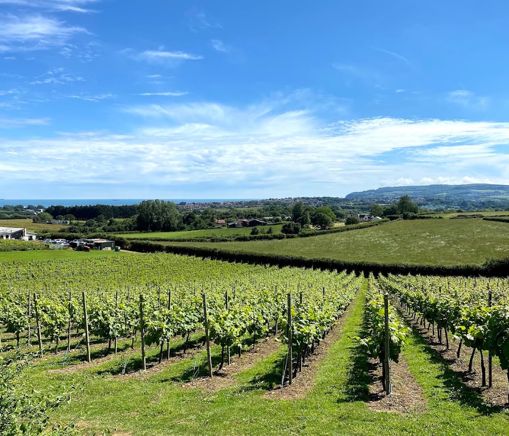 Adgestone Vineyard 1