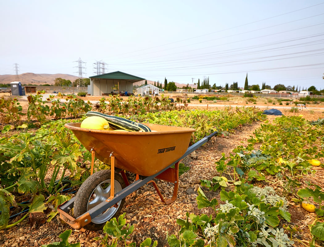 Family Harvest Farm Spring Plant Sale 2