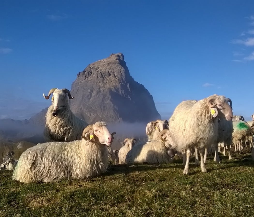 Carrère Régis Fromage pur brebis de la Vallée d'Ossau 2