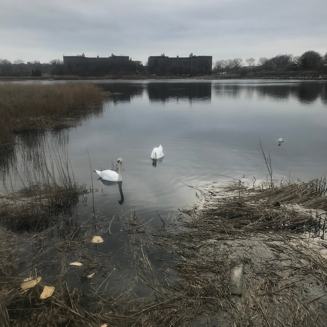 Salt Marsh Nature Trail 2