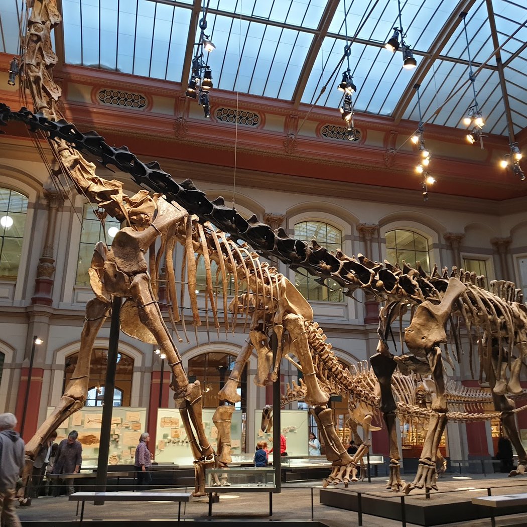 Museum für Naturkunde Berlin 2