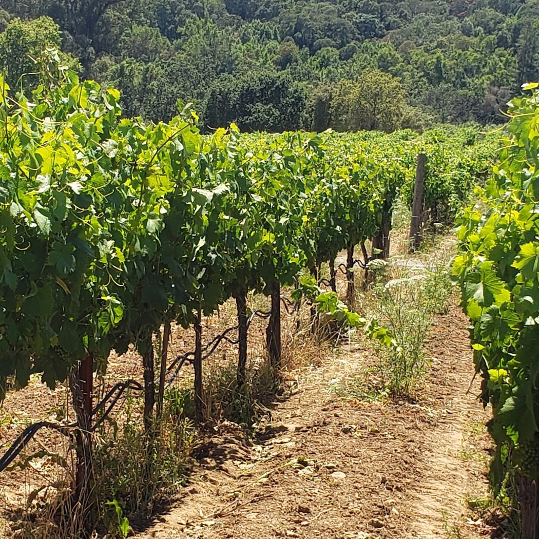 Hendry Winery 2