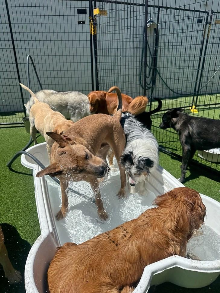 Fit 'N' Furry Pet Resort & Training Center 3