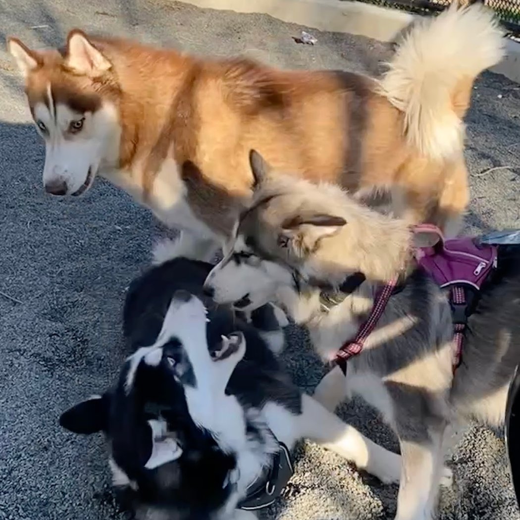 Devoe Park Dog Run 2
