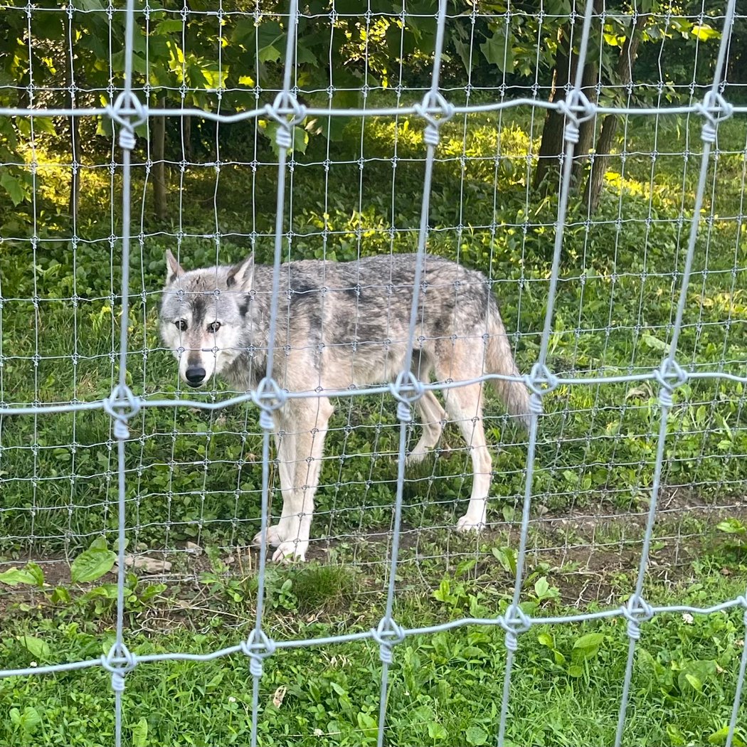 Wolf Sanctuary of PA 2