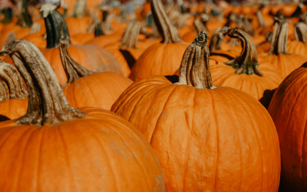 Pumpkin Patch with Tinez Farms 1