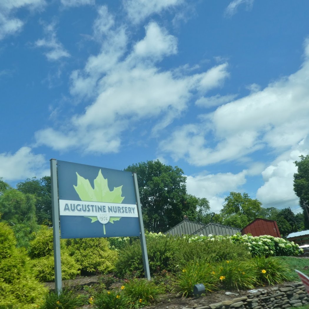 Augustine Nursery 1