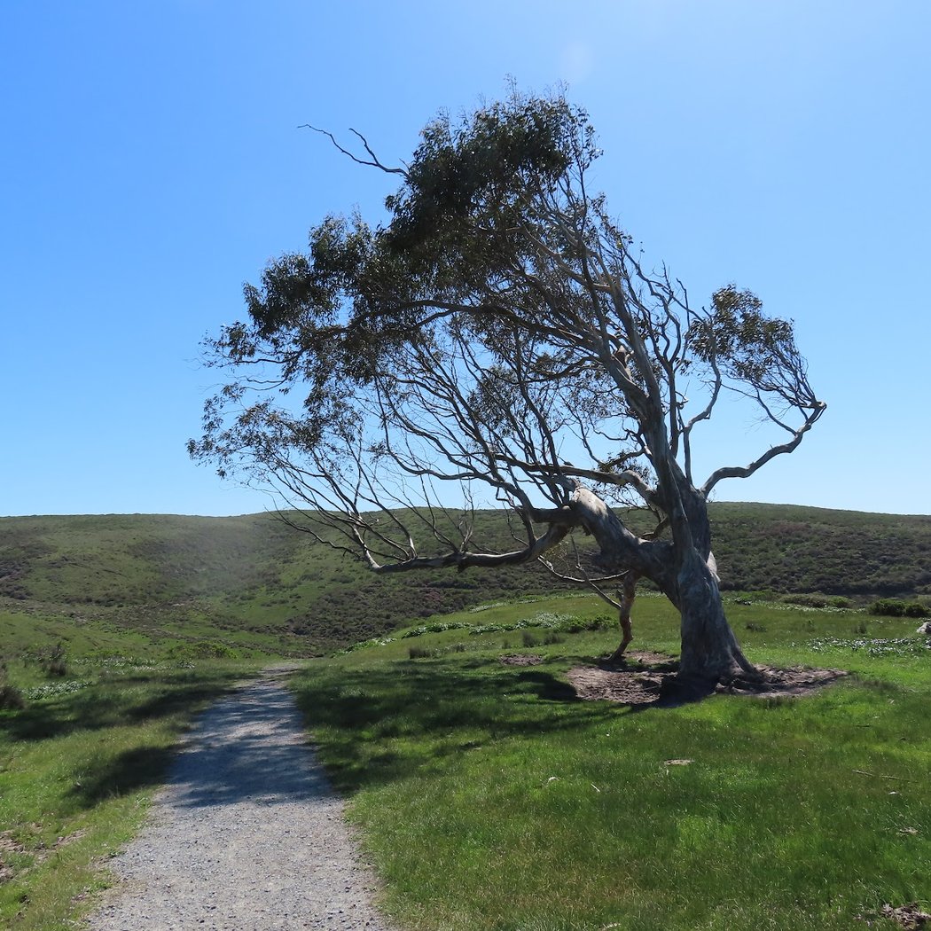 Drakes Estero Trailhead 4