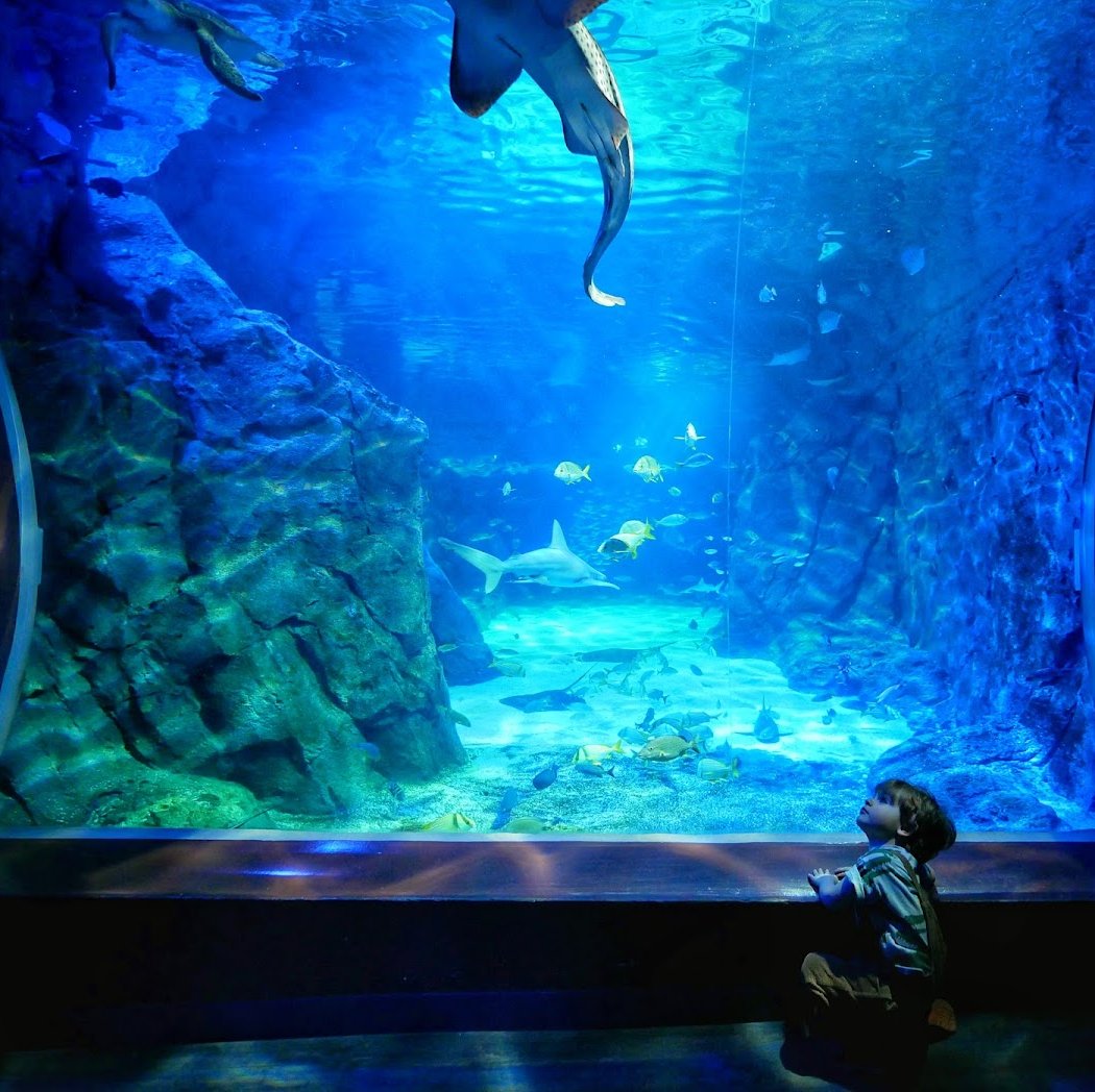 Mermaids 1
