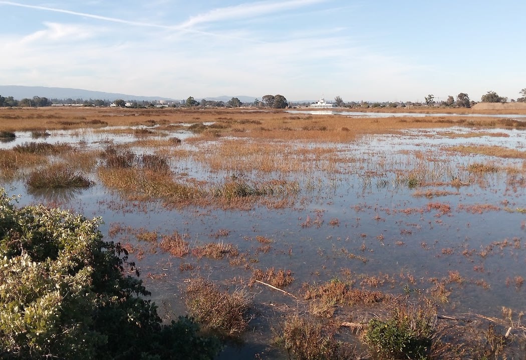 Palo Alto Restoration Area 3