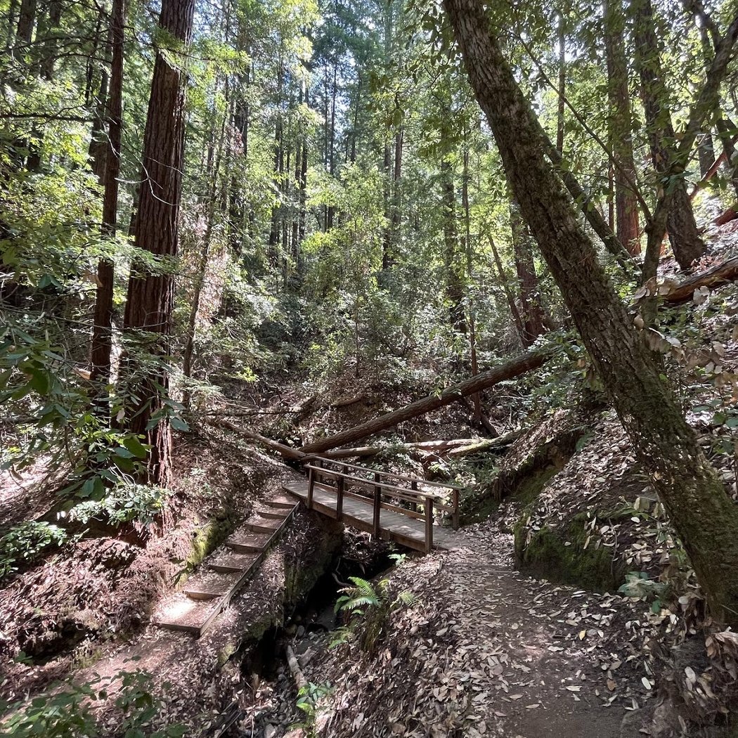 Loch Lomond: Newell Creek Flora Loch Walk 1