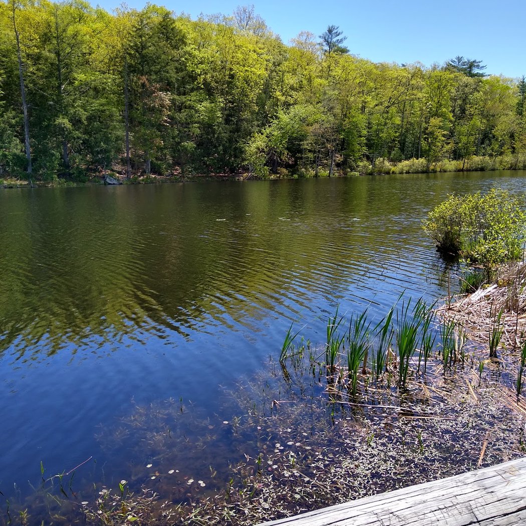 Bluestone Wild Forest 2