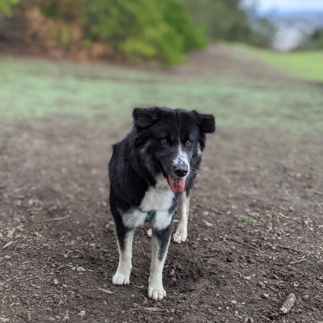 McLaren Park Dog Play Area 2 1