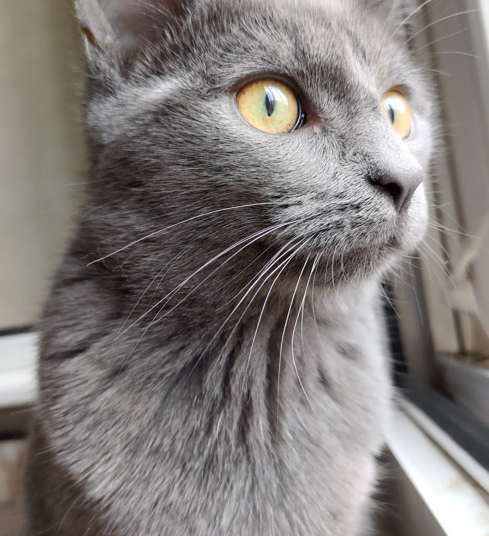 Clinique Veterinaire Du Temple 1