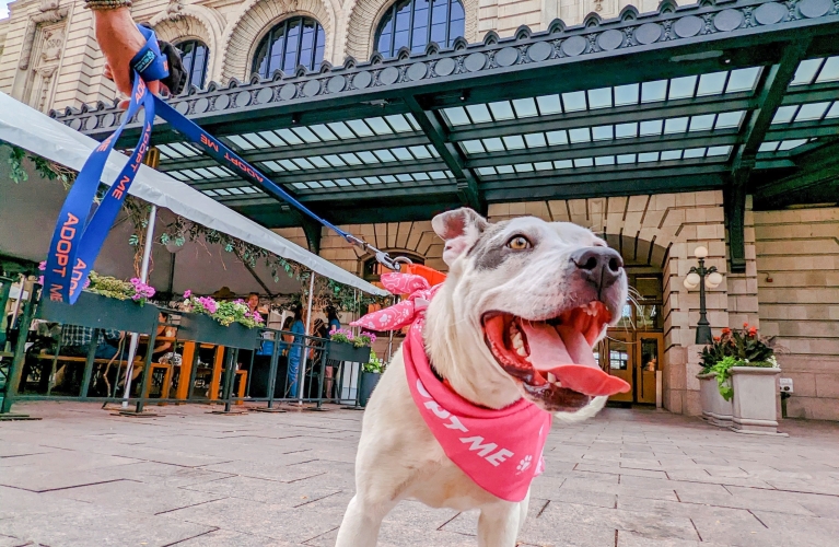Yappy Hour on the Plaza 3