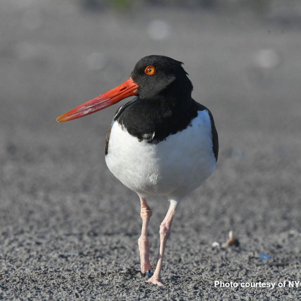 Fall Migration Bird Walk