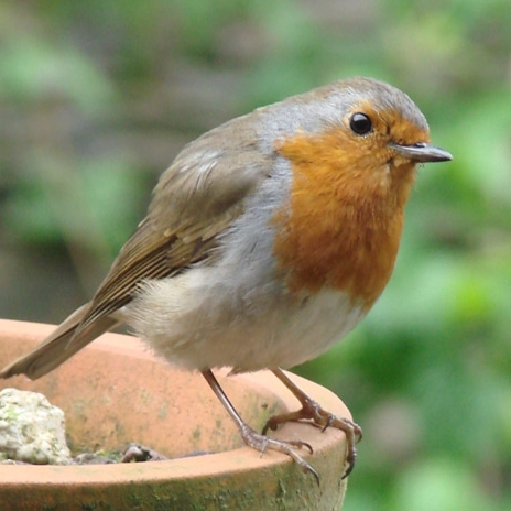 Comptez les oiseaux des jardins 1