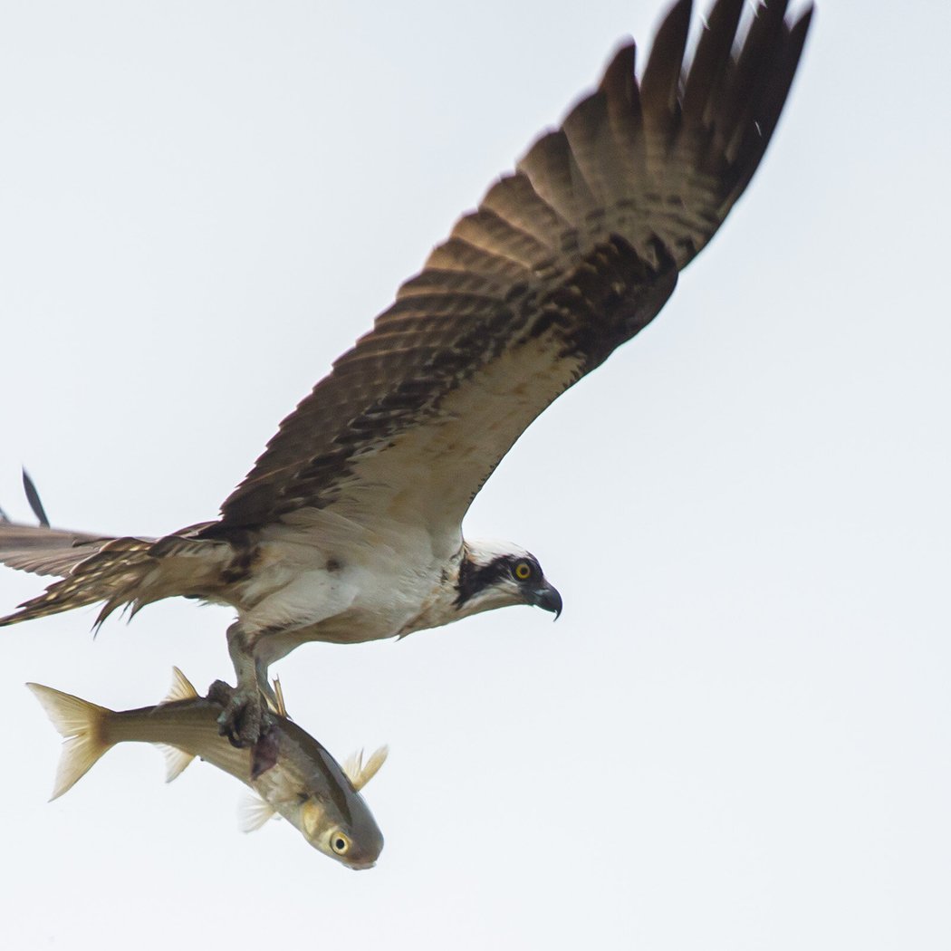 Armand Bayou Urban Bird Survey 1