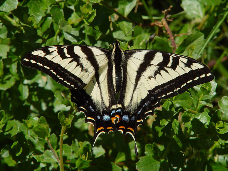 Group Stewardship: Limestone Canyon Butterfly Habitat Islands 1