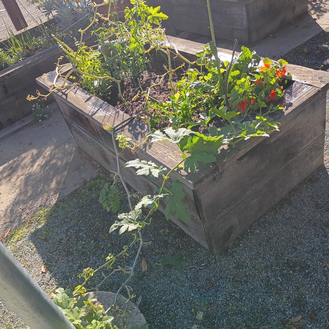 Temescal Street Garden 2