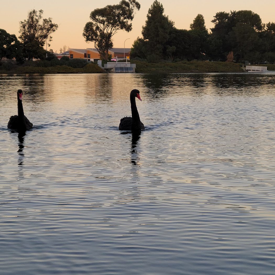 Redwood Shores Lagoon 3