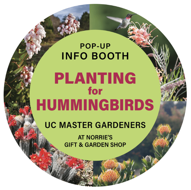 Hummingbird Gardening Pop-Up 1