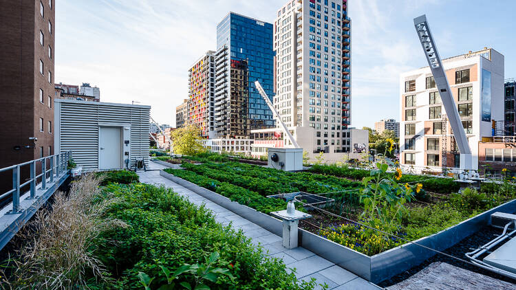 Rooftop Secret Garden 1