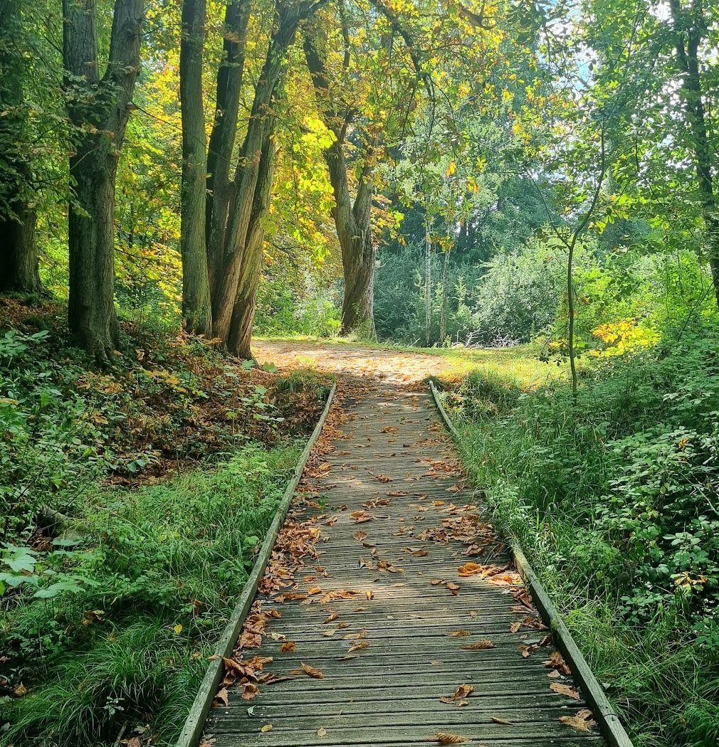 Forêt de Ferrières 3