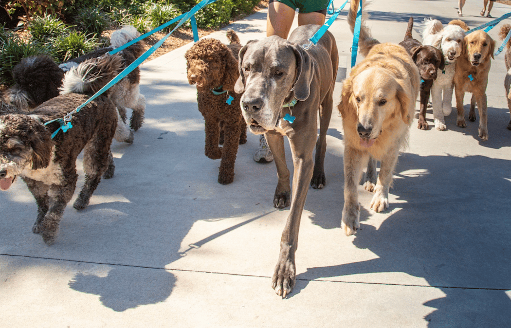 Wags Pack Walk 3