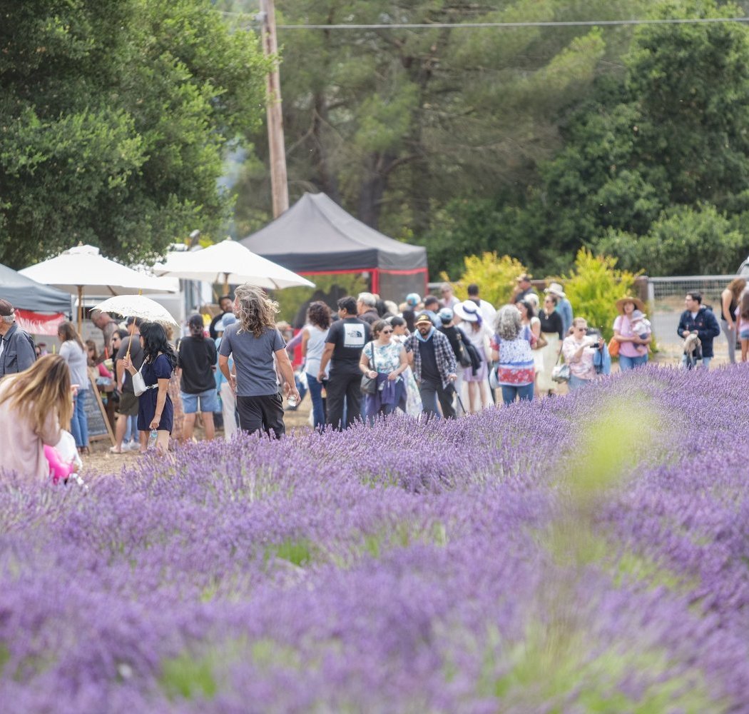 3rd Annual Santa Rita Hills Lavender Festival 2