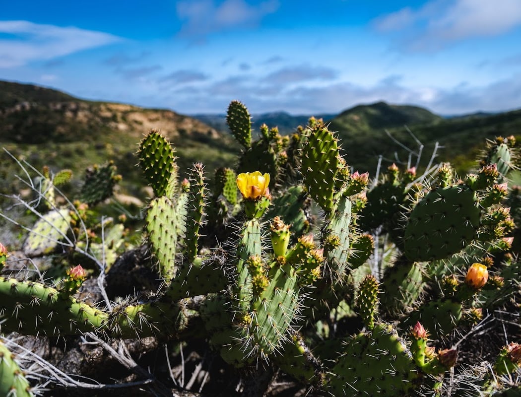 Explorers Hike: Laurel Canyon Loop 5