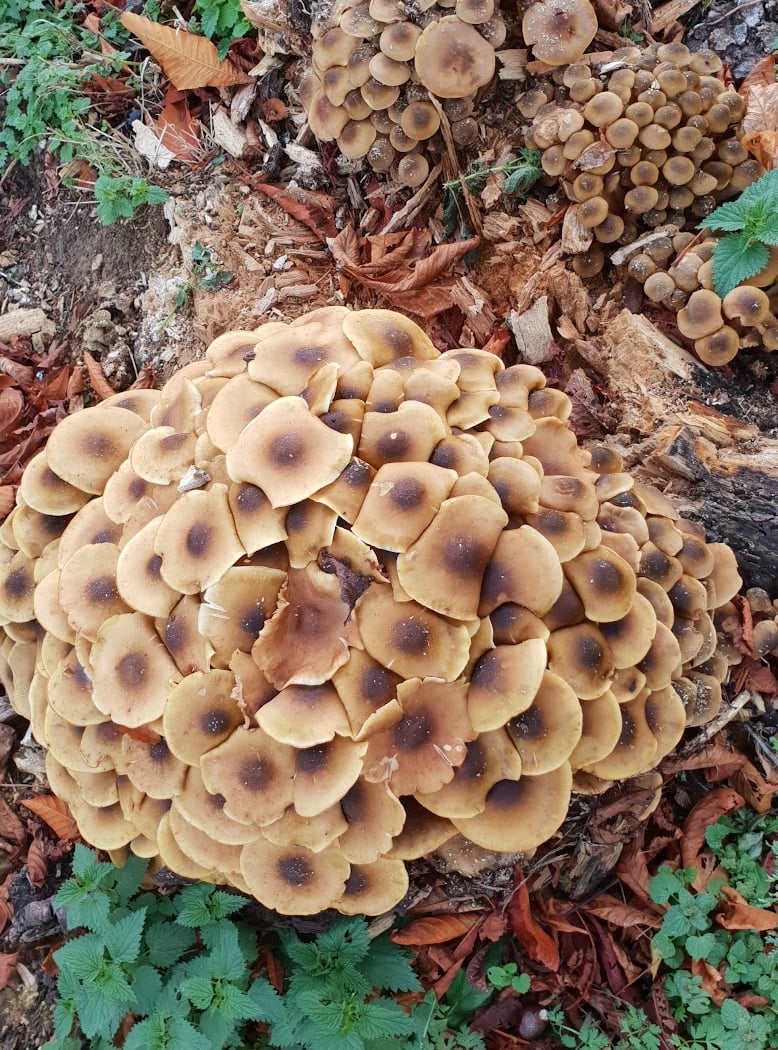 Forêt Départementale des Grands Bois 2